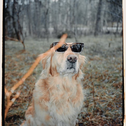 Accessories Chpo Brand Ovis